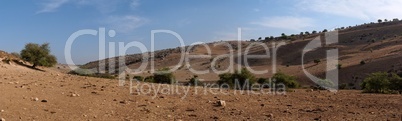 Mediterranean desert landscape with cows