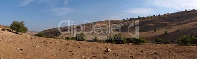 Mediterranean desert landscape with cows