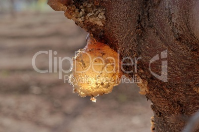 Closeup of amber resin drop on ftuit tree in the orchard