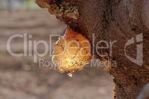 Closeup of amber resin drop on ftuit tree in the orchard