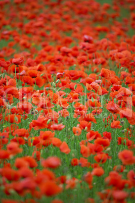 poppy field