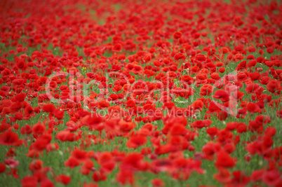 poppy field