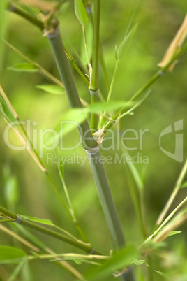 Fresh green bamboo background 06