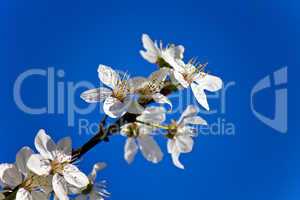 Weisse Blüten vor blauem Hintergrund 01