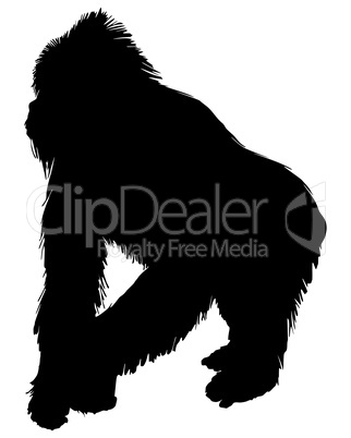 Gorilla Silhouette Gorilla Silhouette