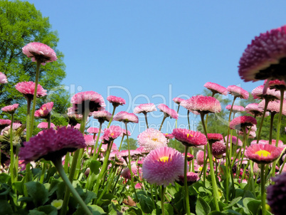 Gänseblümchen