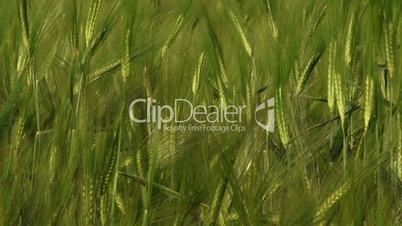 Green wheat