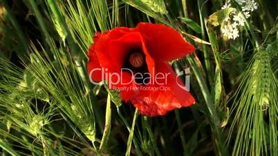 Poppy flower among the wheat