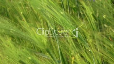 Swaying wheat spikelets