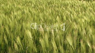 Ripening wheat crop