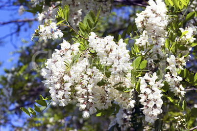 twig flowering acacia