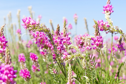 view the sky through the green grass with pink flowers