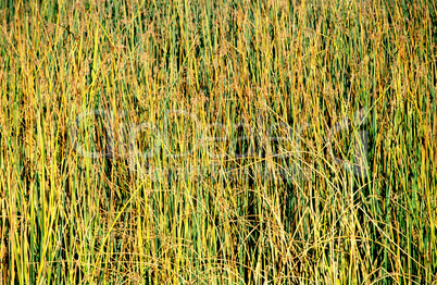 Reeds, nature stock photography