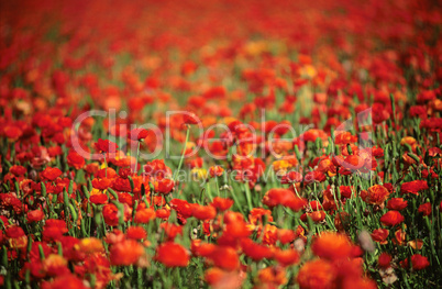 Red Ranunculus flowers, nature stock photography