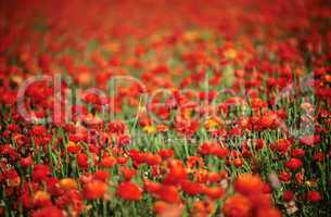 Red Ranunculus flowers, nature stock photography