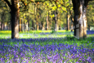Wildflowers in meadow, nature stock photography