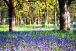 Wildflowers in meadow, nature stock photography