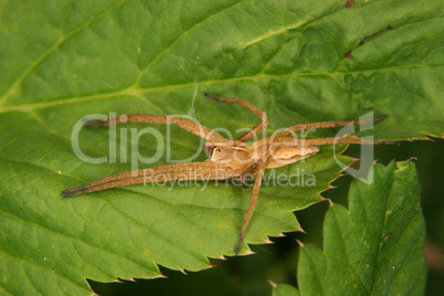 Listspinne (Pisaura mirabilis) / Nursery web spider (Pisaura mir