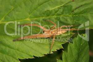Listspinne (Pisaura mirabilis) / Nursery web spider (Pisaura mir