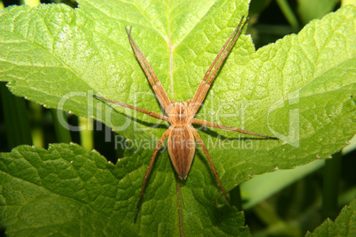 Listspinne (Pisaura mirabilis) / Nursery web spider (Pisaura mir