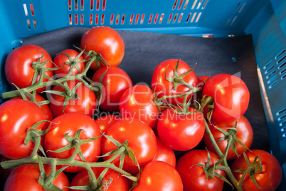 Tomaten