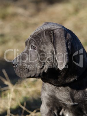 Mastino Napoletano