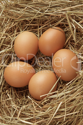 Five eggs in nest