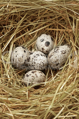 Five quail eggs in nest
