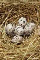 Five quail eggs in nest