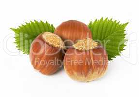 hazelnuts with leaves