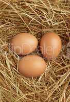 Three eggs in nest