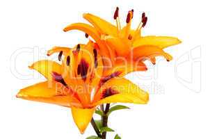 Orange lily flowers