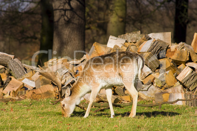 Grazing Deer