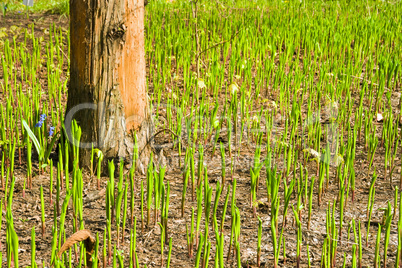 Spring Field Flora