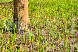 Spring Field Flora