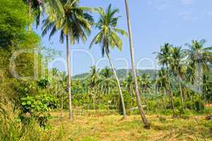 Coconut Palm Trees Grove