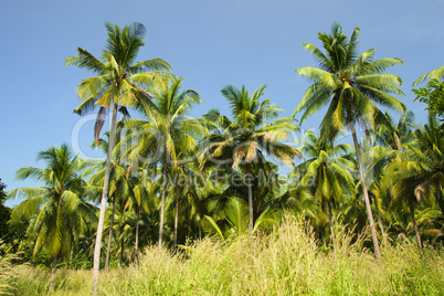 Coconut Palm Trees Grove