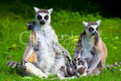 Lemur Catta Family