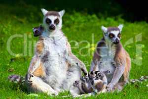 Lemur Catta Family
