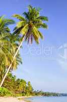 Tropical Island Scenery