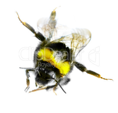 Flying bumblebee