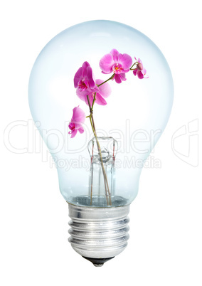 Electrobulb with a bunch of orchid