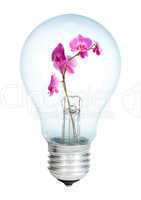 Electrobulb with a bunch of orchid