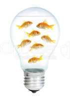 Gold small fish in light bulb