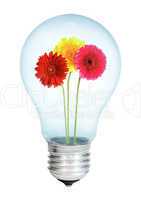 Electrobulb with a bunch of gerberas