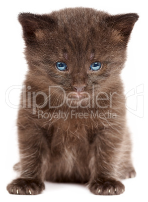 Small kitten on a white background