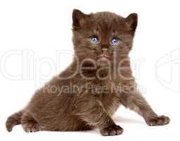 Small kitten on a white background
