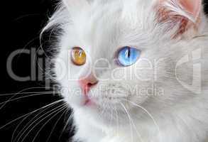 Portrait of a  varicoloured eyes white cat