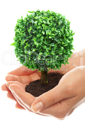 Human hands and tree