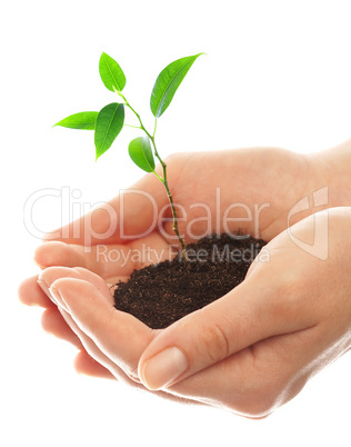 Human hands and young plant